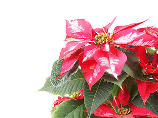 Image showing Poinsettia