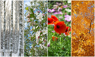 Image showing Winter, spring, summer, autumn. Four seasons.
