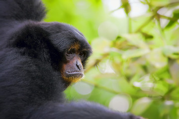 Image showing Siamang Gibbon