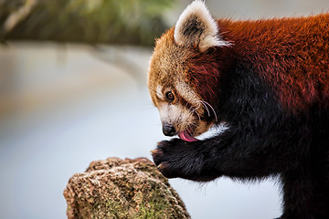 Image showing Red Panda