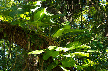 Image showing big leafy plant on tree