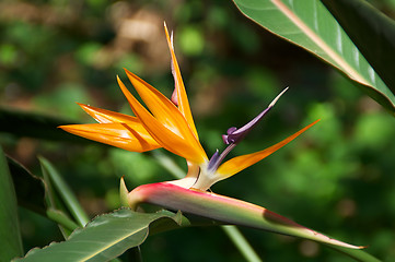 Image showing Bird of Paradise flower bloom