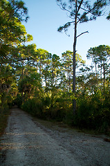 Image showing empty dirt road in florida