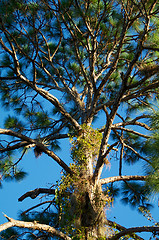 Image showing tall pine tree branches