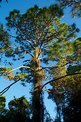 Image showing tall pine tree in sunshine