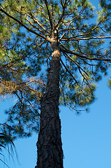 Image showing tall pine tree