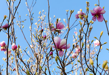 Image showing blooming magnolia