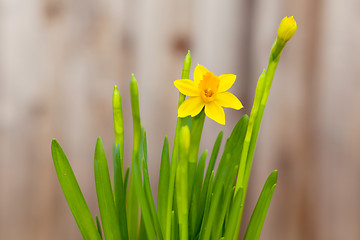 Image showing blooming daffodils