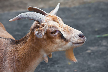 Image showing Goat