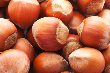 Image showing Hazelnuts or filbert