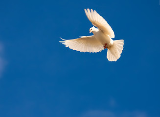 Image showing White pigeon