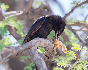 Image showing Fork-tailed Drongo eating a large insect 