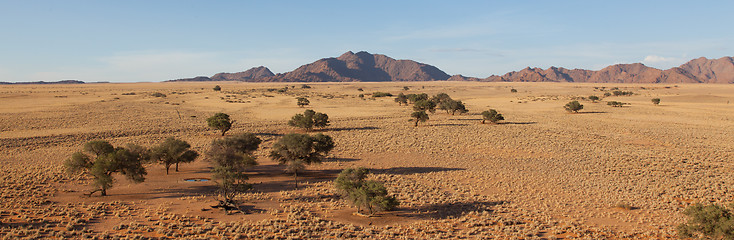 Image showing Desert landscape with grasses, red sand dunes and an African Aca