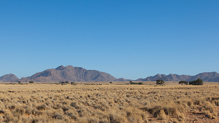 Image showing Desert landscape with grasses, red sand dunes and an African Aca