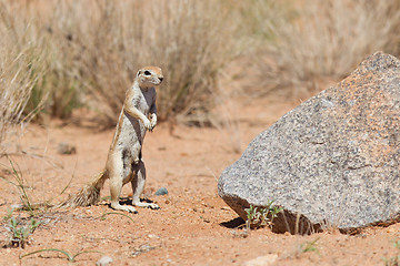 Image showing Ground squirrel