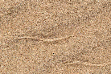 Image showing Sidewinding snake tracks across the sand