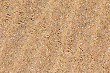 Image showing Lizard tracks across the sand