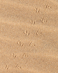 Image showing Lizard tracks across the sand