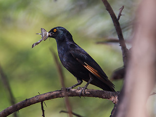 Image showing Red-winged Starling