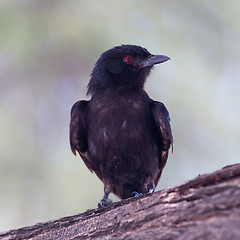 Image showing Fork-tailed Drongo