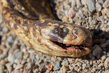 Image showing Roadkill - Horned Adder snake on a gravel road