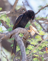 Image showing Fork-tailed Drongo eating a large insect 
