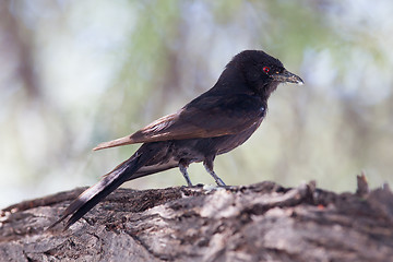 Image showing Fork-tailed Drongo