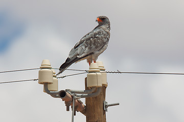 Image showing Pale-Chanting Goshawk resting on a pole