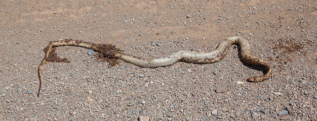 Image showing Roadkill - Horned Adder snake on a gravel road