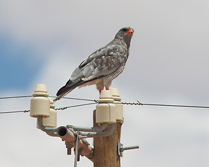 Image showing Pale-Chanting Goshawk resting on a pole