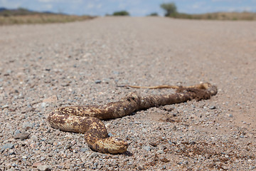 Image showing Roadkill - Horned Adder snake on a gravel road