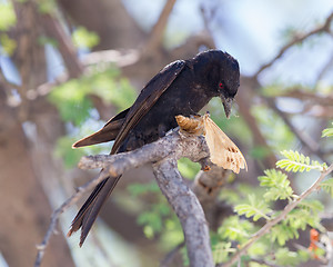 Image showing Fork-tailed Drongo eating a large insect 