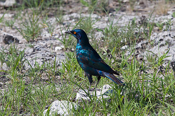 Image showing Cape-glossy Starling