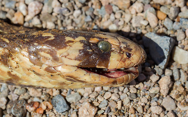 Image showing Roadkill - Horned Adder snake on a gravel road