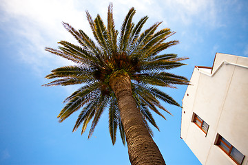 Image showing palm tree