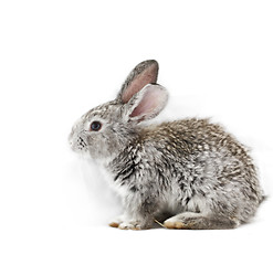 Image showing Gray rabbit