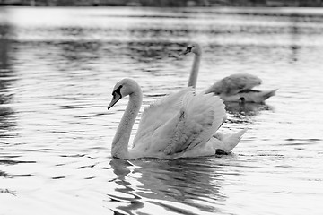 Image showing Lonely swan