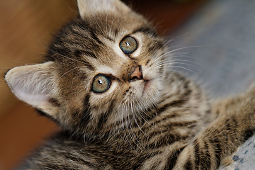 Image showing Tabby kitten