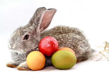 Image showing Gray rabbit