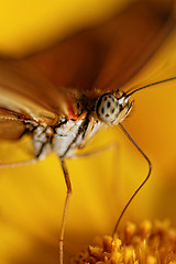 Image showing Orange butterfly