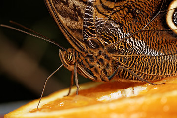 Image showing Macro photograph of a butterfly 