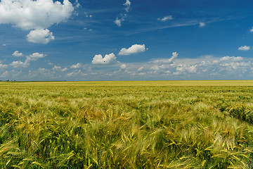 Image showing Green and yellow wheat