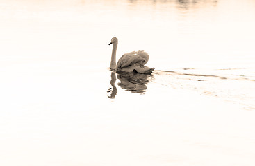 Image showing Lonely swan