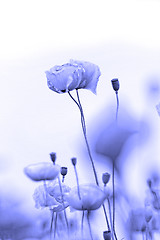 Image showing Red poppies