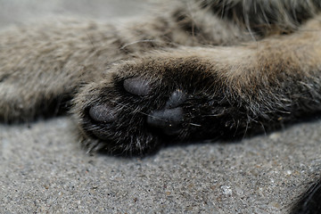 Image showing Cat feet