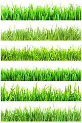 Image showing Green grass