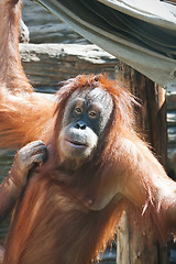 Image showing Orangutan