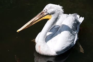 Image showing Pelican