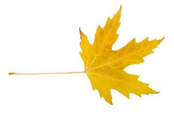 Image showing Maple leaf