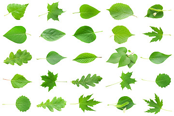 Image showing Green Leaves